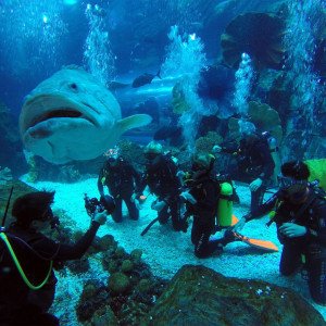 PADI Distinctive Specialty Dubai Aquarium and Underwater Zoo Course - 3 Dives