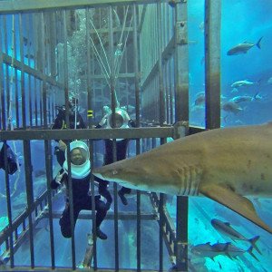 Dubai Mall Aquarium Shark Walker